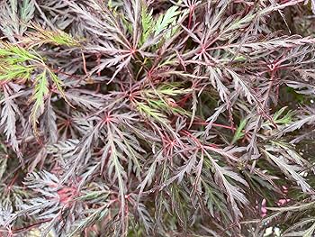 紅しだれ紅葉 紅しだれもみじ 紅葉 もみじ 楓 カエデ 盆栽 紅しだれ紅葉 紅しだれもみじ 紅葉 もみじ 楓 カエデ 盆栽